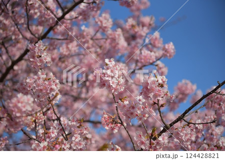 勿来火力発電所の桜 124428821