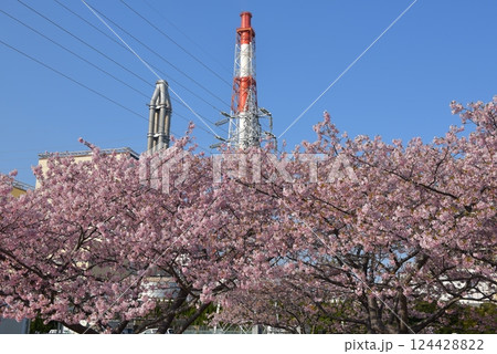 勿来火力発電所の桜 124428822