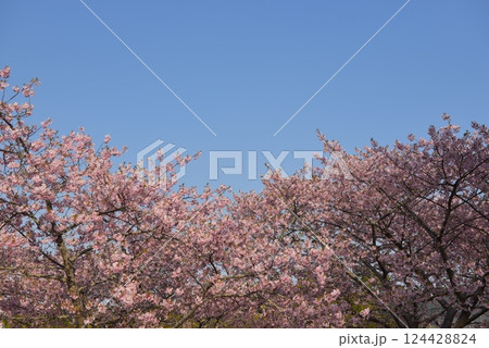勿来火力発電所の桜 124428824