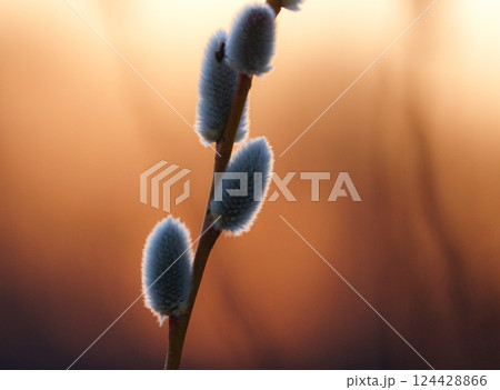 早春の黄昏時に水辺にひっそりと咲くねこやなぎ 124428866