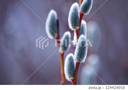 早春の黄昏時に穏やかに咲くネコヤナギ 124429058