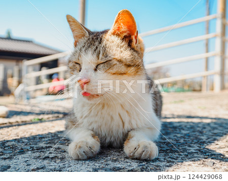 道の上でうとうとと眠そうにする猫　香川県の佐柳島 124429068