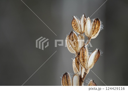 早春の森のウバユリ 124429116