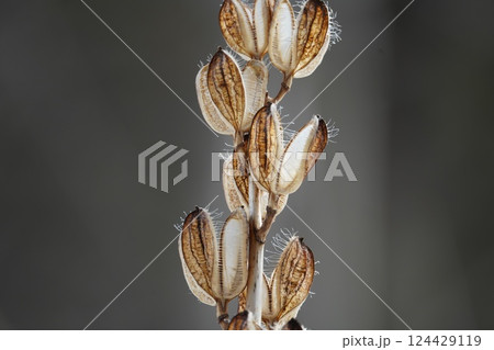 早春の森のウバユリ 124429119