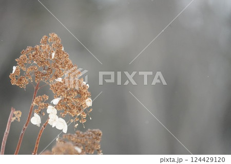 北海道の冬とノリウツギ 124429120