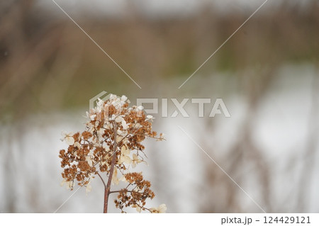 北海道の冬とノリウツギ 124429121