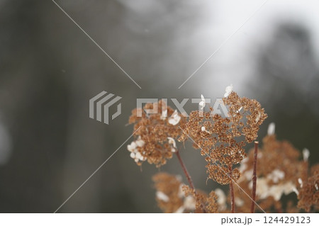 北海道の冬とノリウツギ 北海道の冬とノリウツギ 124429123