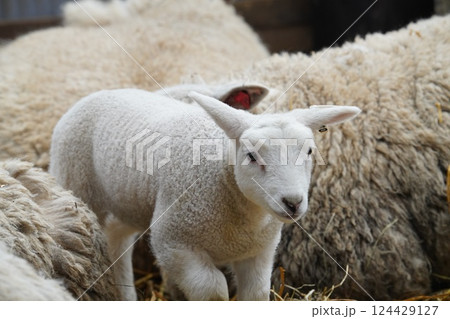 羊の赤ちゃん 羊の赤ちゃん 124429127