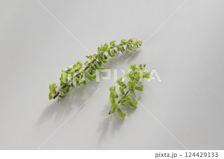 しその花穂 しその花穂 124429133