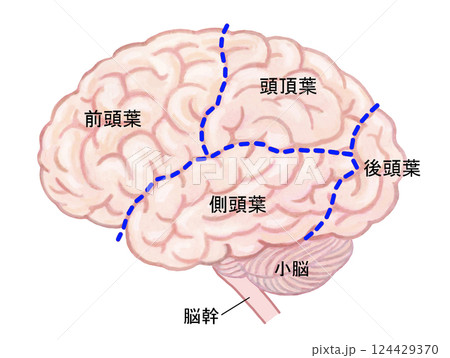 人の脳-部位と名称 124429370