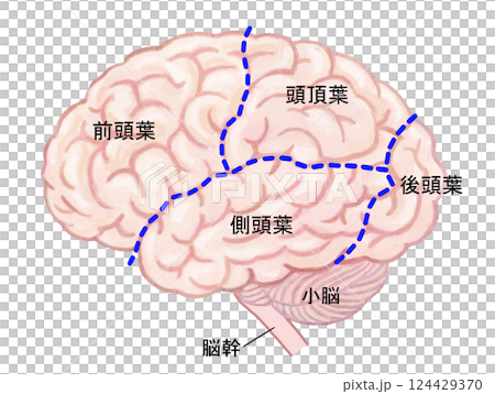人腦 - 各部位及名稱 人腦 - 各部位及名稱 124429370