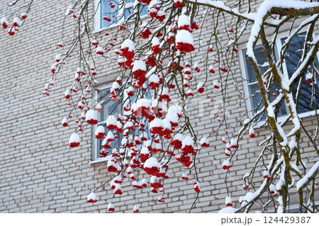 A snowy winter scene with red berries against a brick wall, exuding holiday charm and beauty A snowy winter scene with red berries against a brick wall, exuding holiday charm and beauty 124429387
