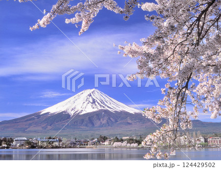 河口湖北岸より薄雲と晴れ空の桜と富士山 河口湖北岸より薄雲と晴れ空の桜と富士山 124429502