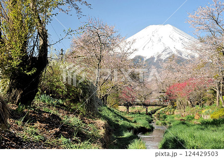 忍野八海新名庄川より桜と木々の向こうに富士山 忍野八海新名庄川より桜と木々の向こうに富士山 124429503