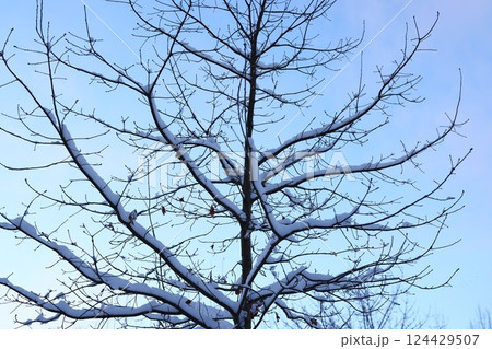 A Beautiful SnowCovered Tree Standing Majestically Against a Clear and Bright Winter Sky A Beautiful SnowCovered Tree Standing Majestically Against a Clear and Bright Winter Sky 124429507