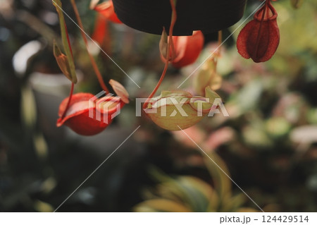 The Vibrant Hanging Carnivorous Plants nestled within the Lush Greenery around them 124429514