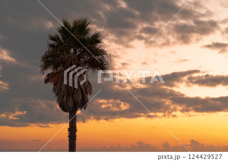 Palm tree against orange sky at sunset 124429527