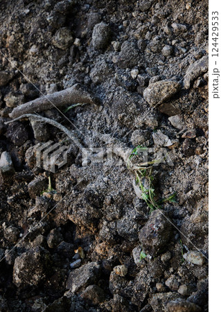 A Detailed CloseUp of a Root Embedded in Soil, Featuring Signs of New Growth Emerging A Detailed CloseUp of a Root Embedded in Soil, Featuring Signs of New Growth Emerging 124429533