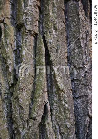 An InDepth and Detailed Texture of Tree Bark Showcasing Natures Unique Patterns and Colors 124429536