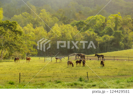 草原にたたずむ馬たち 124429581