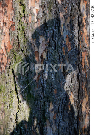 The mesmerizing Shadow Play on Tree Bark showcases its intricate beauty and artistic depth 124429730
