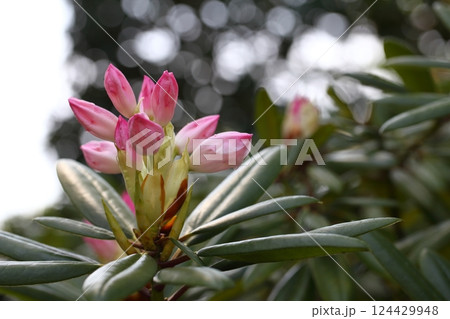 西洋シャクナゲの花の蕾と木漏れ日 西洋シャクナゲの花の蕾と木漏れ日 124429948
