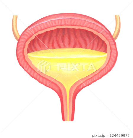 人の膀胱のイラスト 124429975