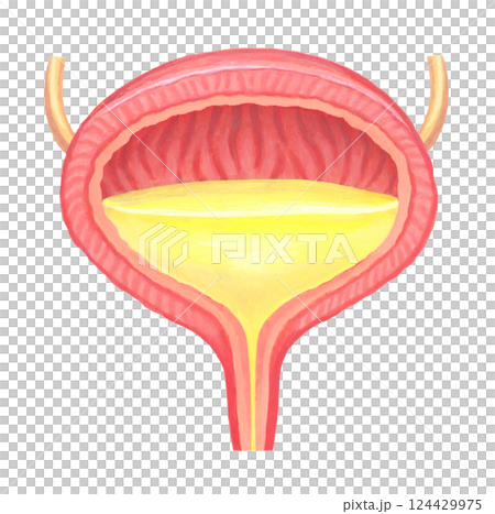 人の膀胱のイラスト 124429975