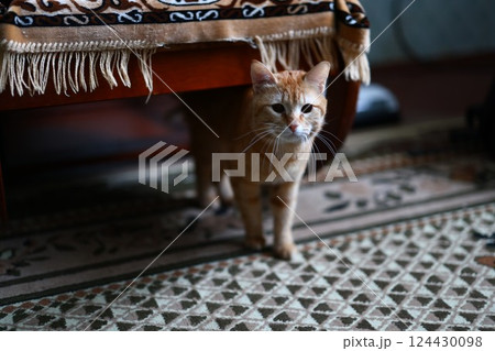 An Adorable and Playful Cat is Joyfully Exploring Beneath the Furniture in the Room An Adorable and Playful Cat is Joyfully Exploring Beneath the Furniture in the Room 124430098