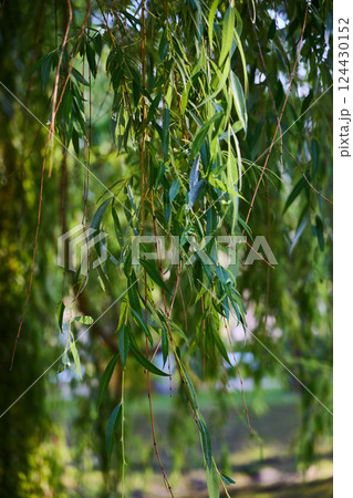 The Lush Green Willow Leaves are Hanging Gracefully from Their Branches in the Breeze The Lush Green Willow Leaves are Hanging Gracefully from Their Branches in the Breeze 124430152