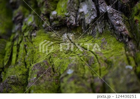 Photograph of Textured Tree Bark Beautifully Covered in Soft Green Moss and Lichens Photograph of Textured Tree Bark Beautifully Covered in Soft Green Moss and Lichens 124430251
