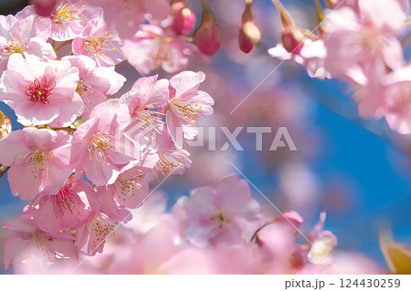 青空を背景にした河津桜 124430259
