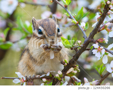ユスラウメの花を食べるシマリス ユスラウメの花を食べるシマリス 124430266