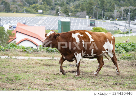 エアシャー(牛) エアシャー(牛) 124430446