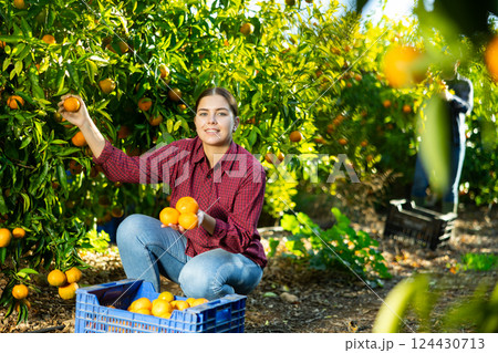 Portrait of cheerful skilled young female gardener picking ripe organic tangerines in cultivating season 124430713