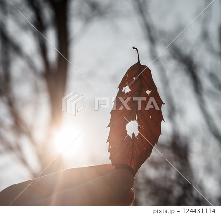 枯れ葉で遊ぶ 枯れ葉で遊ぶ 124431114