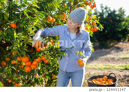 Positive skillful middle-aged woman farmer in plaid shirt harvesting fresh mandarins in orchard on sunny day 124431147