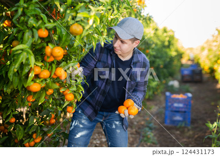 Hardworking farmer guy plucks tangerines from a tree 124431173