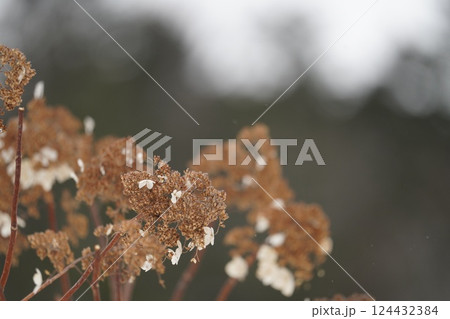 北海道の冬とノリウツギ 北海道の冬とノリウツギ 124432384