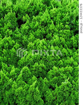 秋のコニファーの緑の生垣風景 124433376