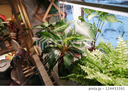 Indoor Plants Positioned Near a Window to Receive Abundant Natural Light and Sunshine 124433391