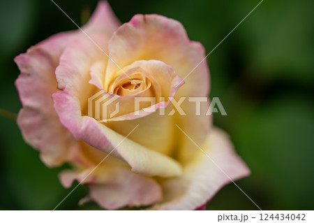 ピンク色と薄黄色の薔薇の花が咲いています ピンク色と薄黄色の薔薇の花が咲いています 124434042