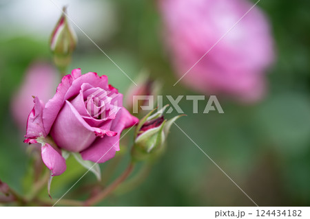 ピンク色の薔薇の花が咲いています 124434182