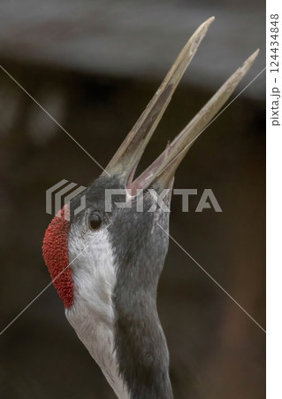 Red-crowned crane or Japanese crane (Grus japonensis). Rare species crane Red-crowned crane or Japanese crane (Grus japonensis). Rare species crane 124434848