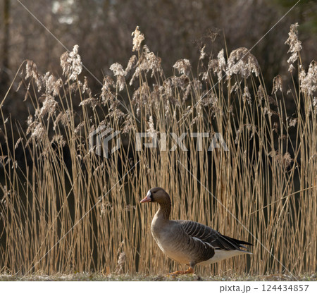 The white fronted goose (Anser albifrons) is a species of large goose 124434857