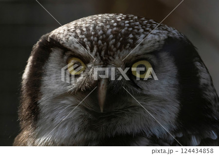 Northern hawk-owl (Surnia ulula). sharp look 124434858