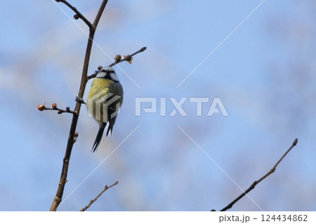 Eurasian blue tit (Cyanistes caeruleus or Parus caeruleus) sitting on a branch Eurasian blue tit (Cyanistes caeruleus or Parus caeruleus) sitting on a branch 124434862