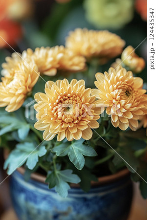 オレンジ色の菊の鉢植え　AI画像 124435347