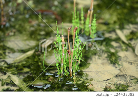ツクシ(土筆)とスギナ(杉菜) ツクシ(土筆)とスギナ(杉菜) 124435382