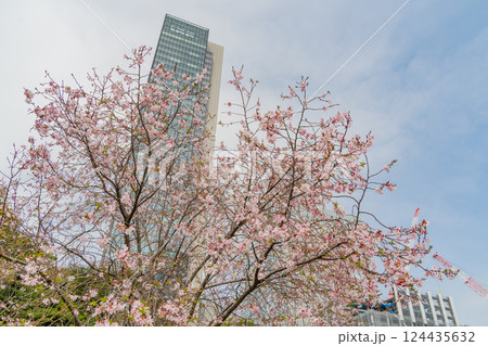【東京都】桜が咲き始めた、旧芝離宮恩賜庭園 【東京都】桜が咲き始めた、旧芝離宮恩賜庭園 124435632